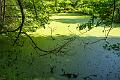 2018_05_26_arboretum de Balaine (0085)